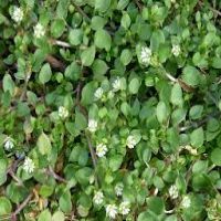 NEW TURF GUIDE WEED COMMON CHICKWEED.jpg