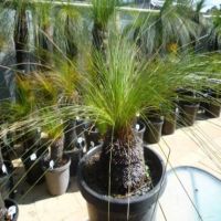 pot nat grasstree 2.JPG